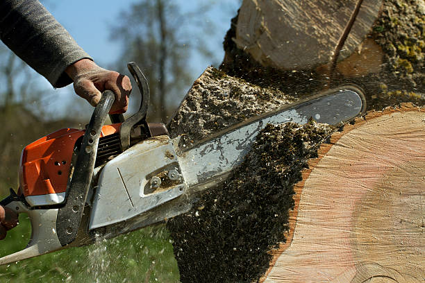 Lawn Grading and Leveling in Folsom, PA